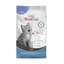 Platinum CAT Kitten Fish